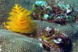 Christmas Tree Worms - Delightfully delicate variety of c... by David Drake 